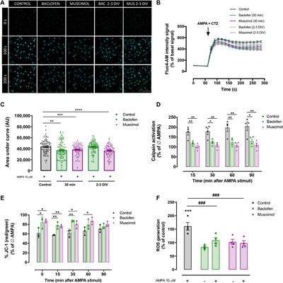 GABA Receptor Agonists Protect From Excitotoxic Damage Induced by AMPA in Oligodendrocytes